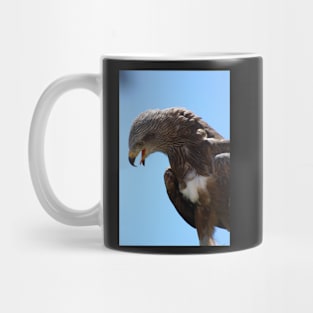 Red Tailed Hawk Mug